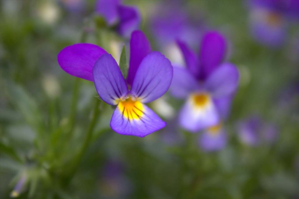 Viola Tricolor (Pierre Selim)