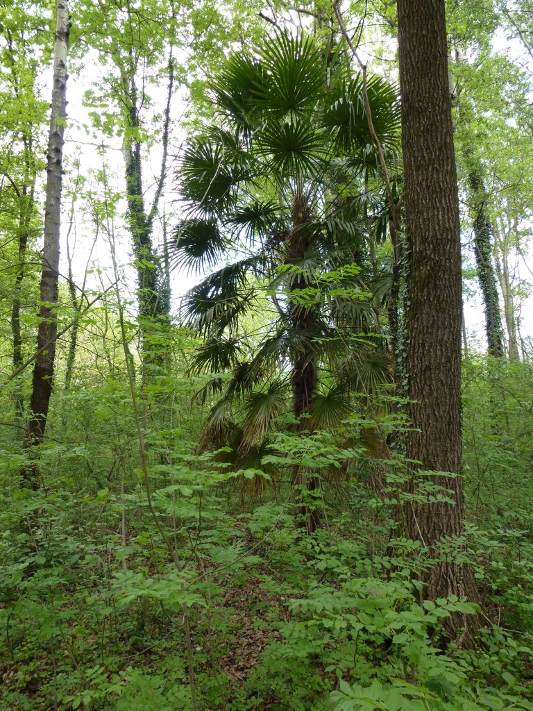 Esemplare  ben sviluppato di palma dentro un bosco golenale