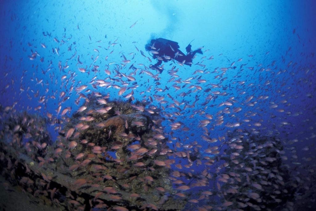 Un banco di pesci e un sub sul relitto della petroliera Amoco Milford Haven, affondata il 14 aprile 1991, ad Arenzano, Mar Mediterraneo (Franco Banfi)