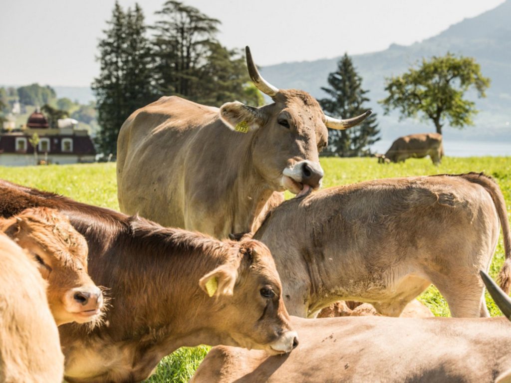I marchi propri TerraSuisse e Migros Bio fissano degli standard rigorosi (Alnatura.ch )