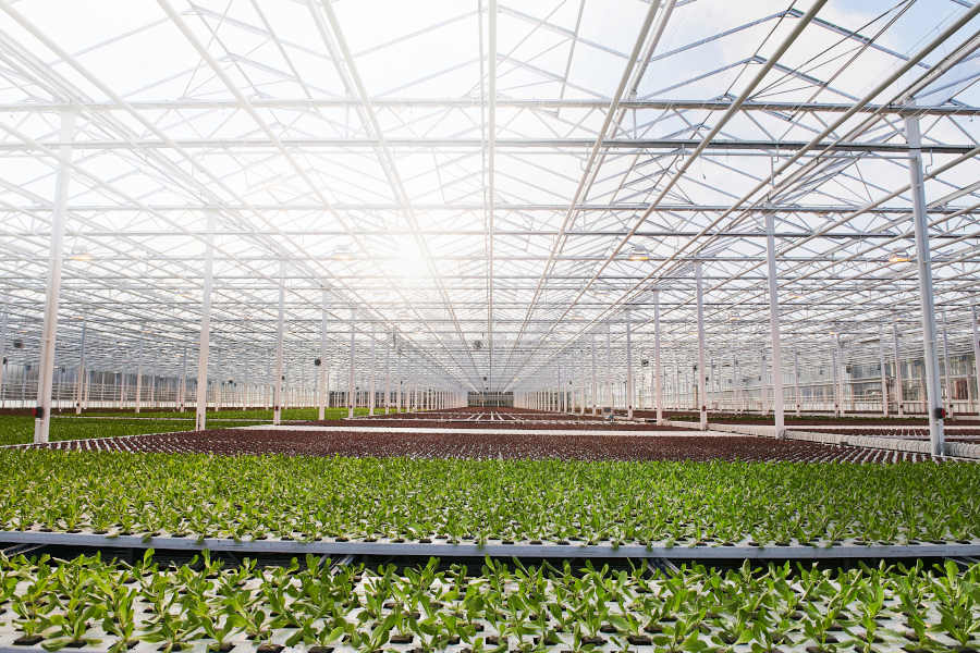 I nuovi sistemi di coltura avranno un impatto positivo sulle emissioni di CO2 (MM)