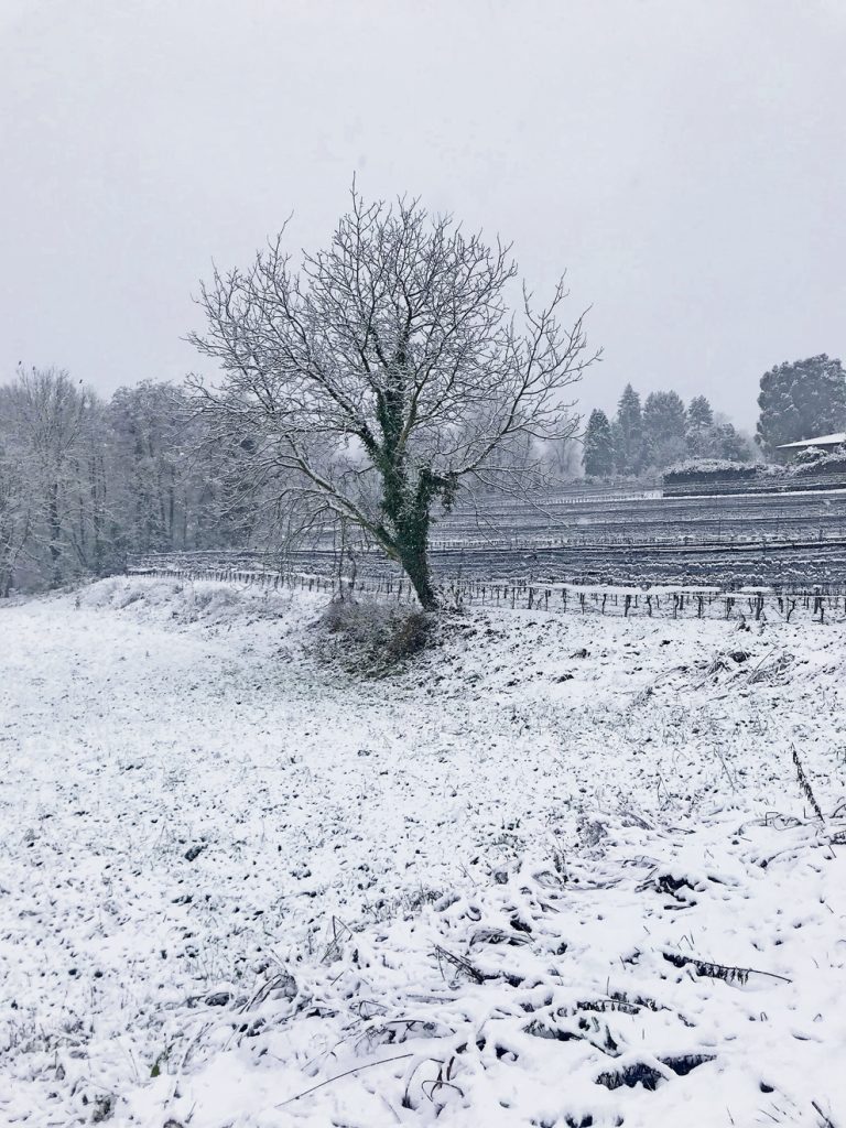 Silenzioso amico (S. Sala)