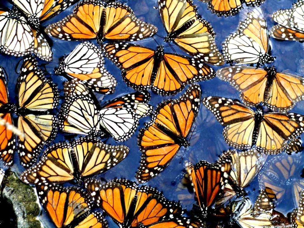 Cielo, acqua e terra si riempiono di farfalle nella stagione della partenza per la grande migrazione