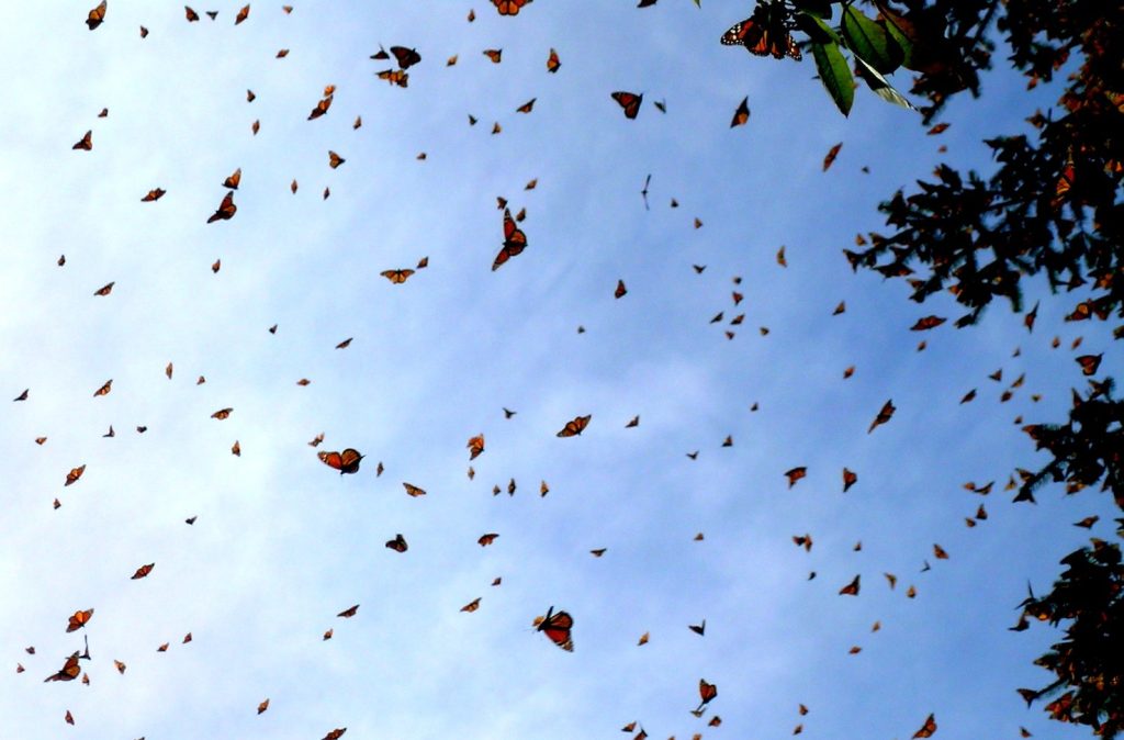 Cielo, acqua e terra si riempiono di farfalle nella stagione della partenza per la grande migrazione