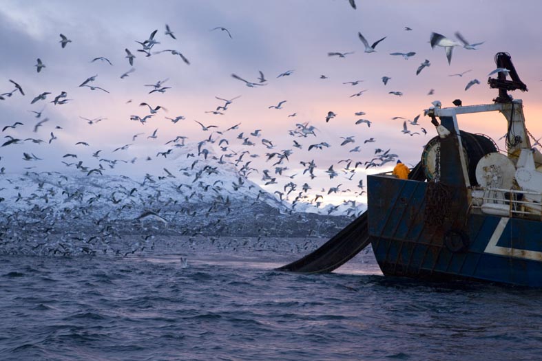 Barca di pescatori che estraggono le reti da pesca e i gabbiani, Vestfjord, Ofotfjord e Tysfjord, Isole Lofoten in Norvegia, Oceano Atlantico; in basso a sinistra, un pesce luna, in inglese sunfish, (Mola mola Linnaeus), catturato in una rete da tonno, Carloforte, Isola di San Pietro, Sardegna, Italia, Mar Tirreno; a destra, Gabbia di mare con migliaia di orate (Sparus aurata), Isola di Ponza, Italia, Mar Tirreno, Mediterranea. (Franco Banfi)Un pesce luna, in inglese sunfish, (Mola mola Linnaeus), catturato in una rete da tonno, Carloforte, Isola di San Pietro, Sardegna, Italia, Mar Tirreno. (Franco Banfi)Gabbia di mare con migliaia di orate (Sparus aurata), Isola di Ponza, Italia, Mar Tirreno, Mediterranea. (Franco Banfi)Capodoglio, (Physeter macrocephalus), attratto da un dispositivo di pesca. Il capodoglio è il più grande degli odontoceti. L’immagine è stata scattata in Dominica, Mar dei Caraibi, Oceano Atlantico. (Franco Banfi)Genius River Bridge, realizzato con detriti marini dall’artista «Pancho», stazione dei ranger di Wafer Bay, Chatham Bay, Cocos Island, Parco Nazionale, Patrimonio dell’Umanità Naturale, Costa Rica, Oceano Pacifico orientale. (Franco Banfi)Raggio biondo, (Raja brachyura), Carloforte, Isola di San Pietro, Sardegna, Italia, Mar Tirreno. (Franco Banfi)