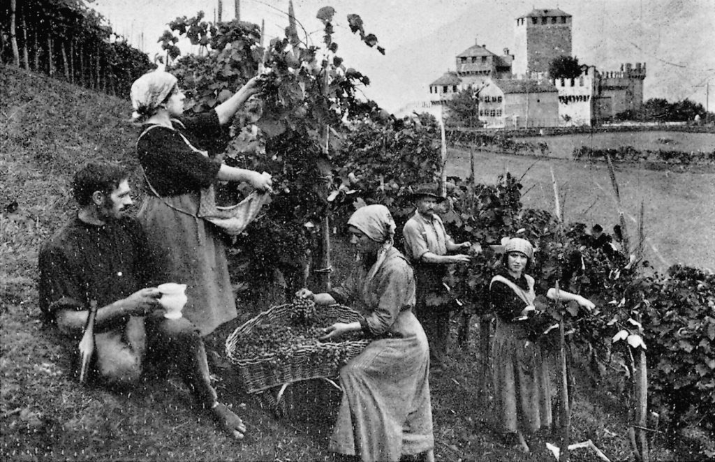 Vendemmiatrici, Bellinzona 1928 (Foto A. Berner in «Donne ticinesi. Rievocazioni», 1928)