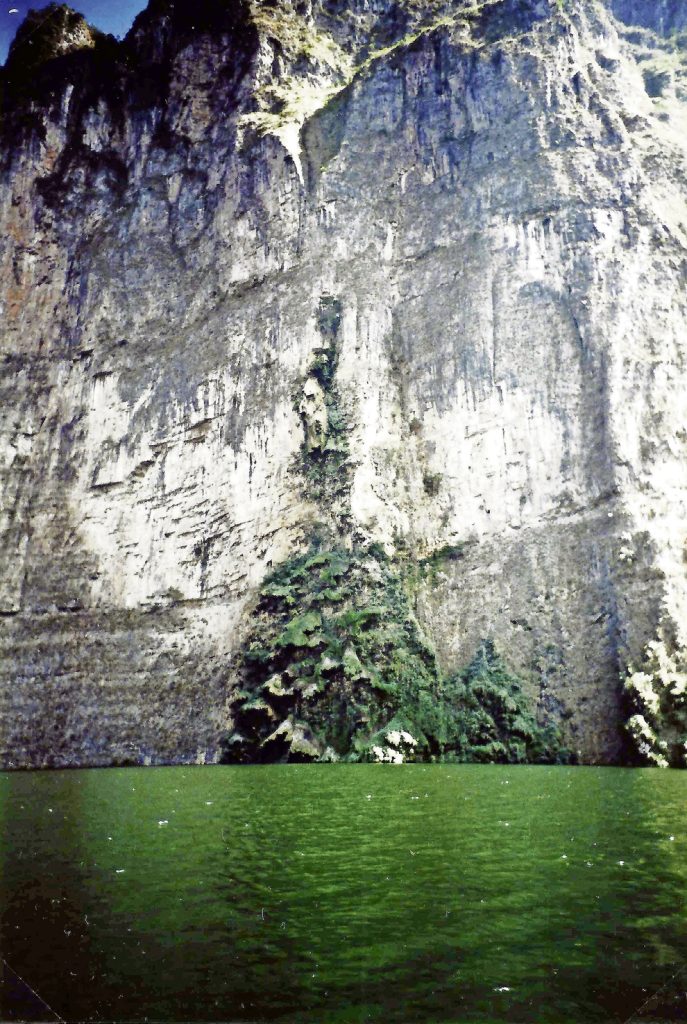 Un abete d'acqua (M. Mazzi)