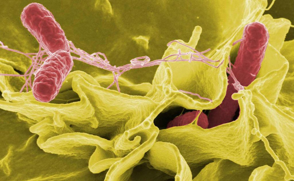 Batteri di Salmonella fotografati al microscopio elettronico (Wikimedia)