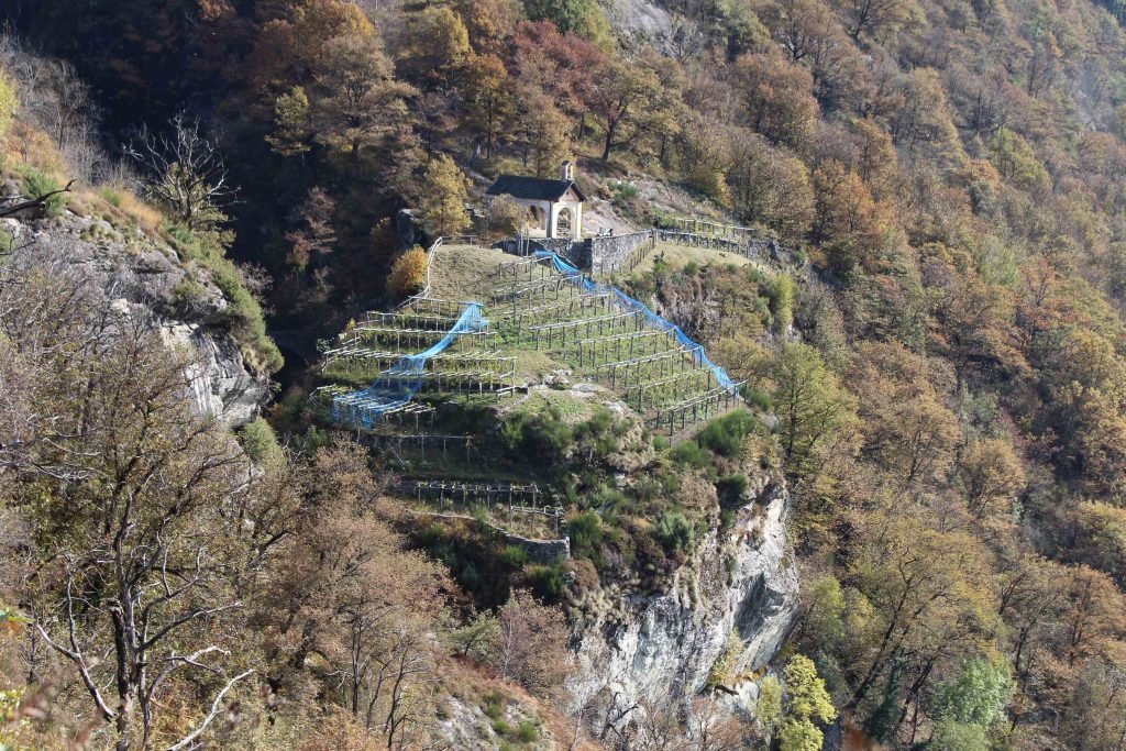 Il Vigneto della Pioda, duemila metri quadrati di superficie vitata (Elia Stampanoni)