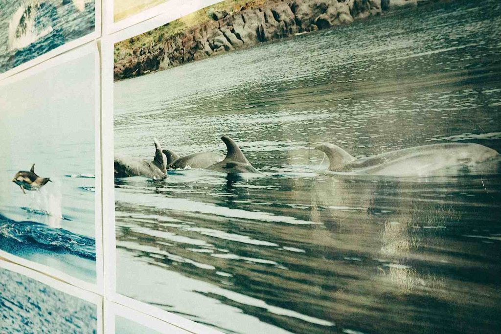 Foto identificative degli esemplari di stanelle e tursiopi che compongono la popolazione dei delfini delle Isole Eolie: ogni pinna corrisponde a un nome