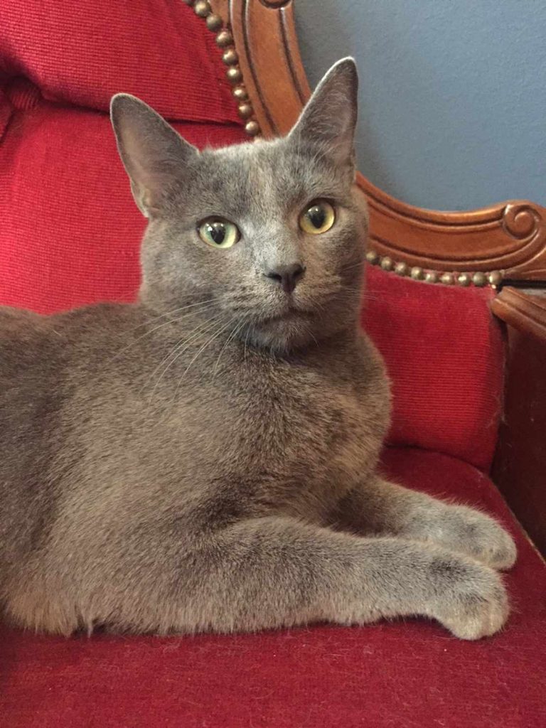 Lacky (Anne-Sophie – Le Café des Chats)