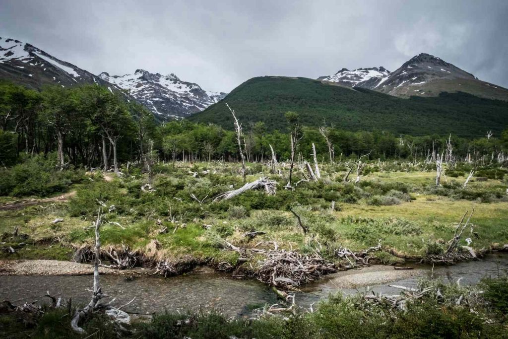 Parco Nazionale di Ushuaia (Stefania Prandi)