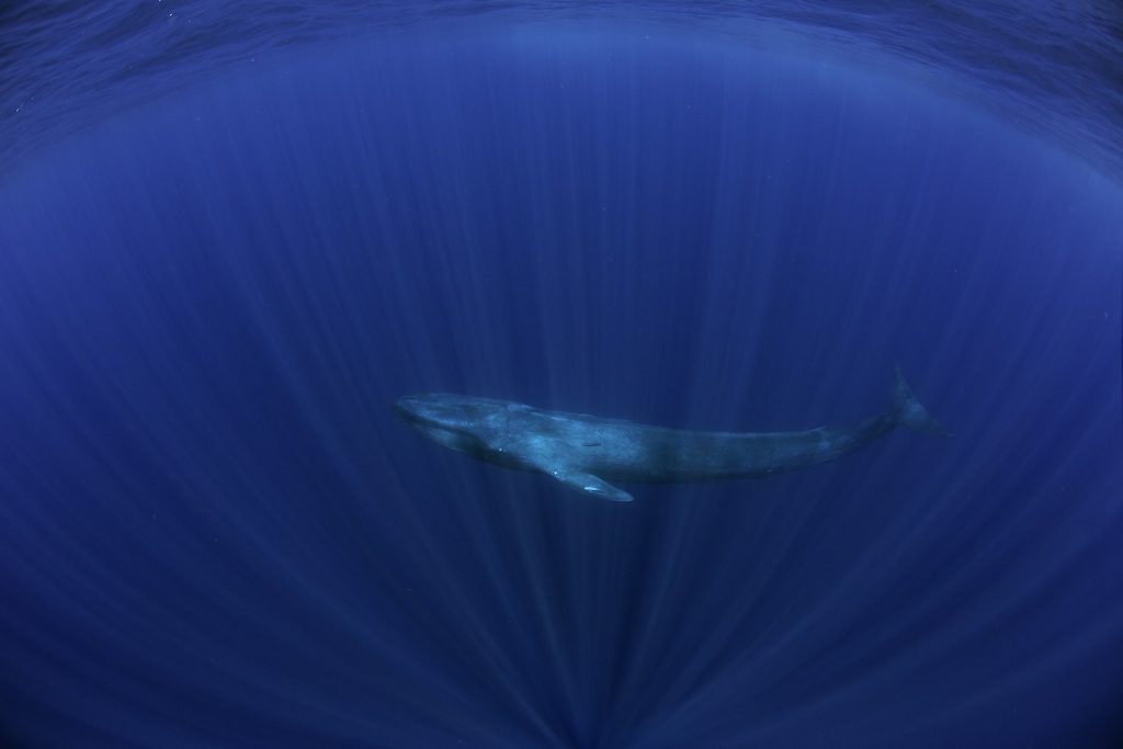 La Balaenoptera musculus brevicauda è fra i cetacei più grandi al mondo. Esemplare fotografato al largo di Mirissa, Sri Lanka, Oceano Indiano
