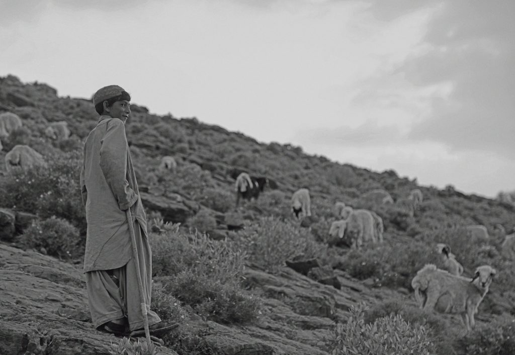 Pastore (foto Roshaan Khattak)