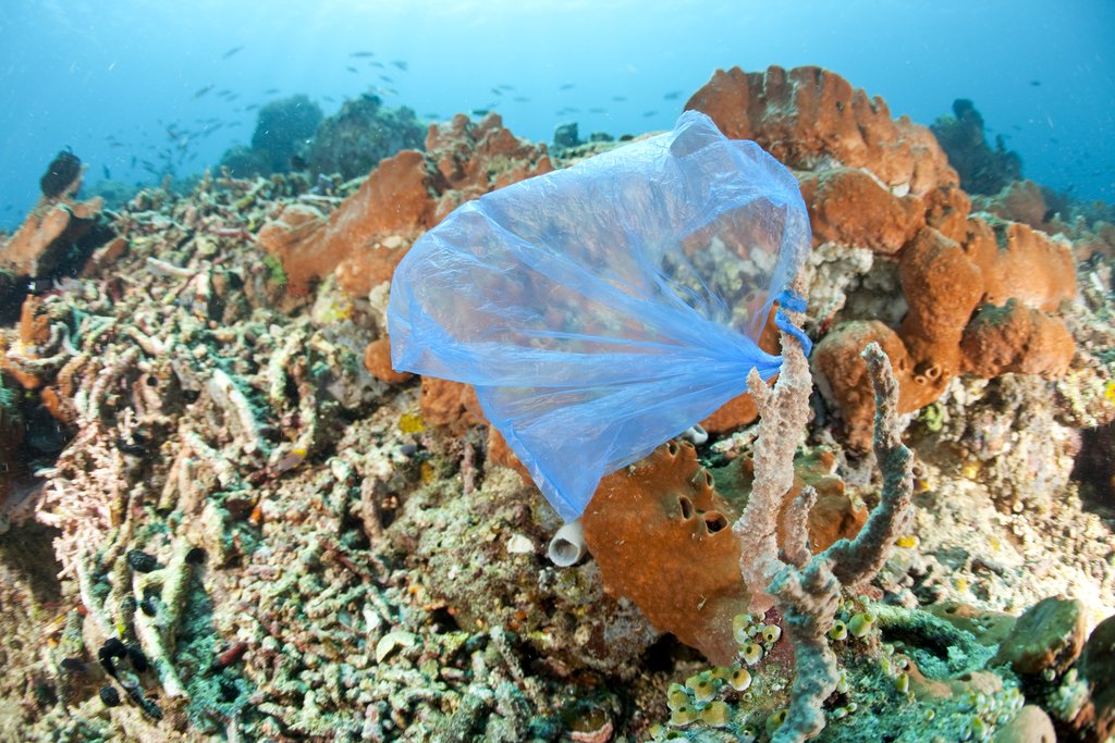 Sacchetti soffocano la vegetazione marina (Franco Banfi)