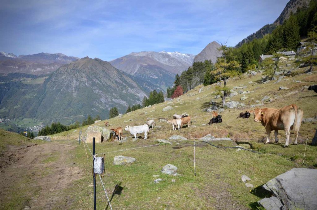 Alcune mucche sonnecchiano sui prati