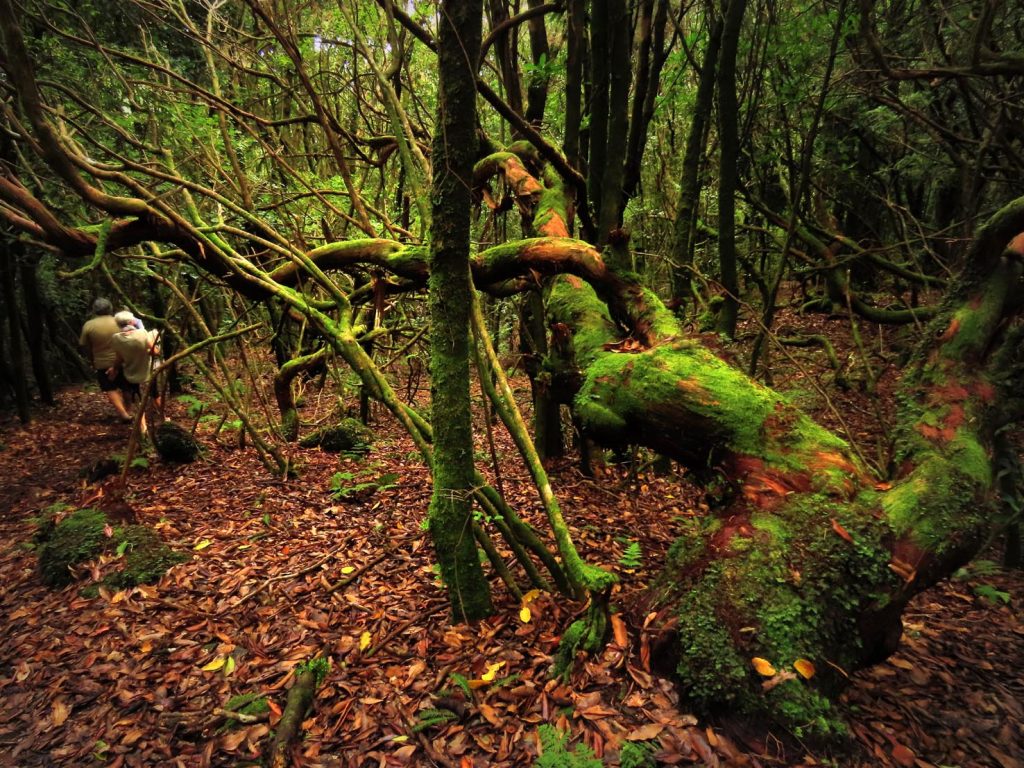 La foresta sempreverde di lauracee, laurisilva