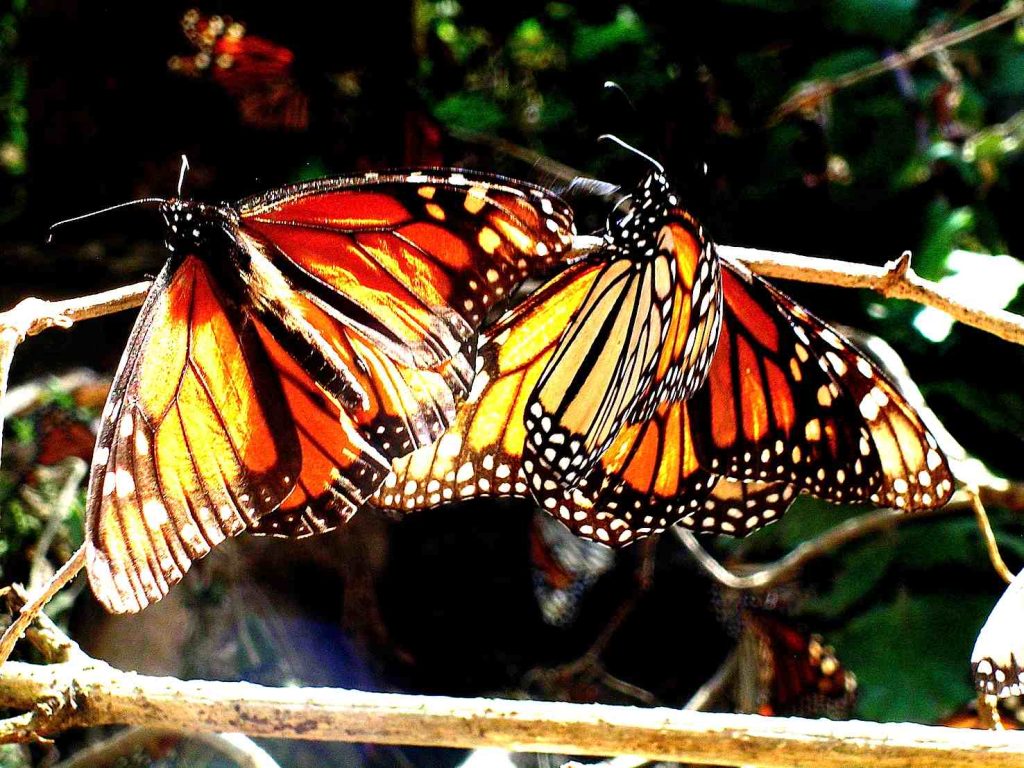 Cielo, acqua e terra si riempiono di farfalle nella stagione della partenza per la grande migrazione