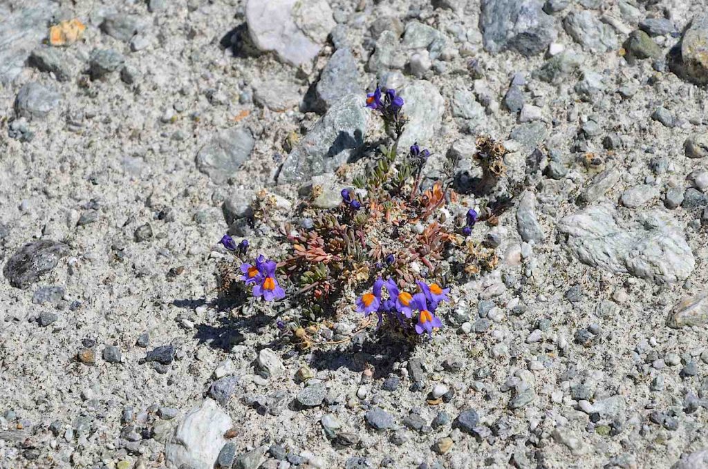 Linaria alpina