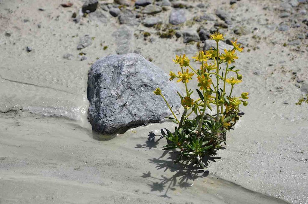Sassifraga cigliata o gialla