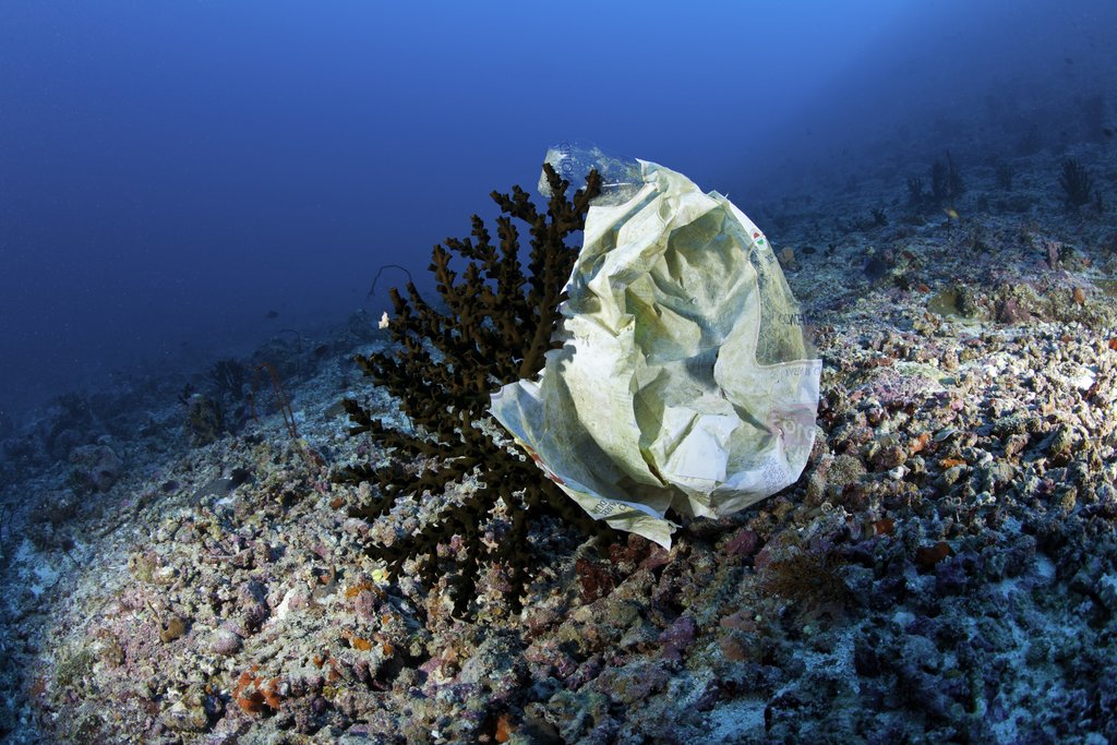 Sacchetti soffocano la vegetazione marina (Franco Banfi)