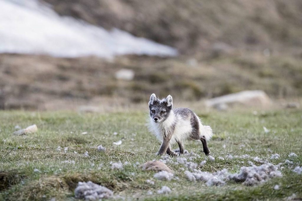 La furbizia della volpe artica a caccia di uova sovrasta ogni possibilità di sopravvivenza (Franco Banfi)