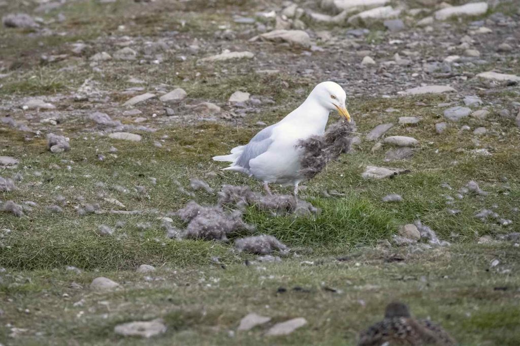 Il gabbiano glauco è considerato uno dei principali predatori dell’Artico; qui setaccia i nidi degli Edredoni in cerca di uova (Franco Banfi)