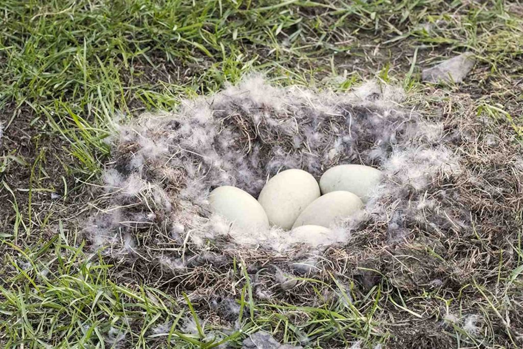 Nido con uova di edredone (Franco Banfi)