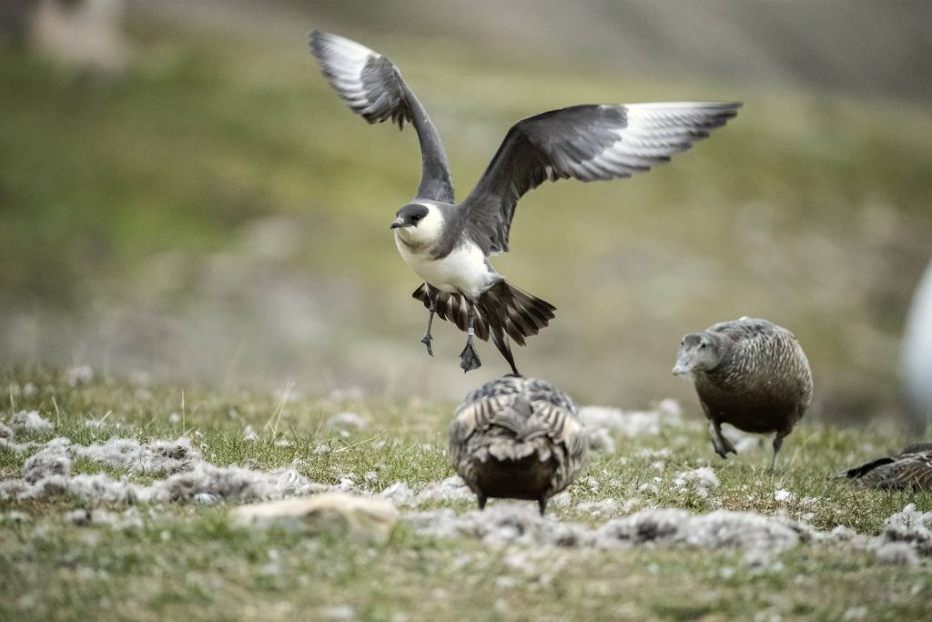 Uno stercoraro viene messo in fuga da un Edredone che difende il suo nido.