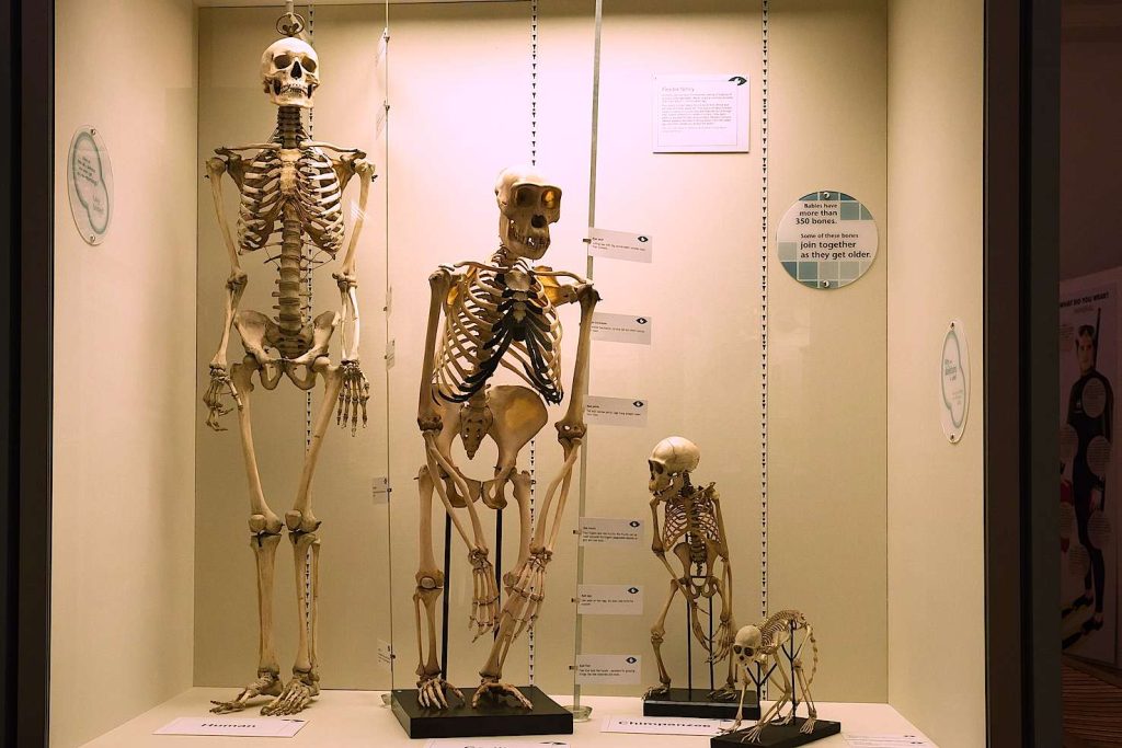 Scheletri di primati a confronto (Pxhere.com)