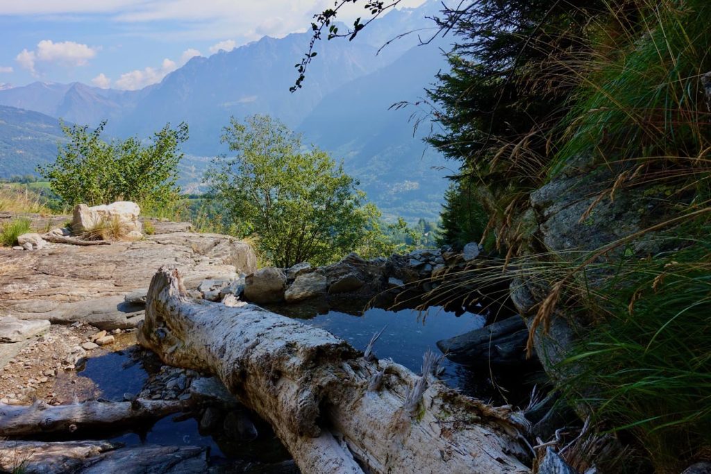 Il vecchio tronco riverso tra i sassi (Romano Venziani)