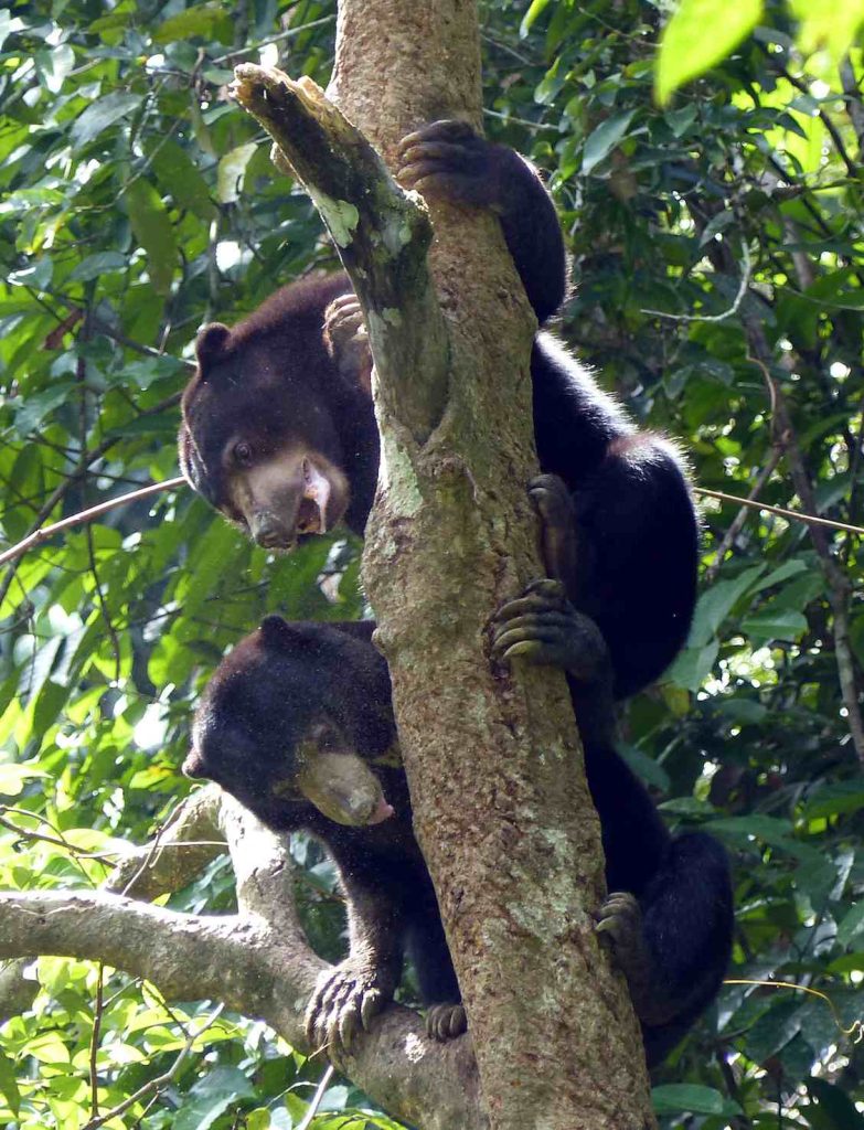 I piccoli Orsi bruni di Sabah (Marco Moretti)