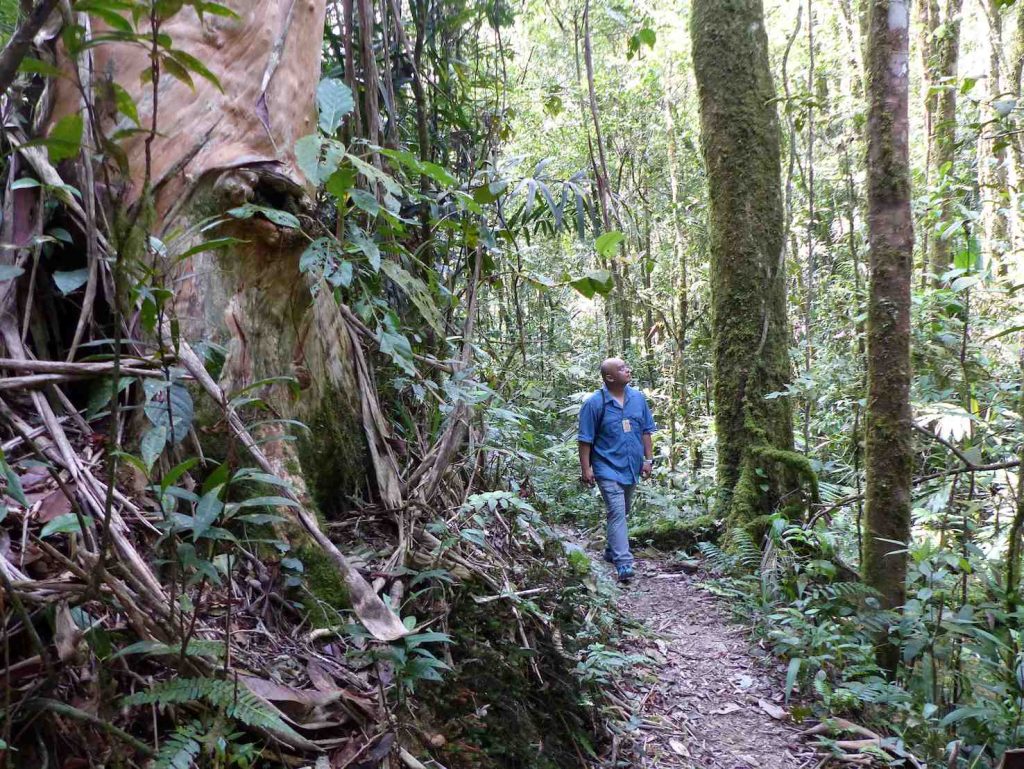Trekking nella giungla, sul monte Kinabalu (Marco Moretti)