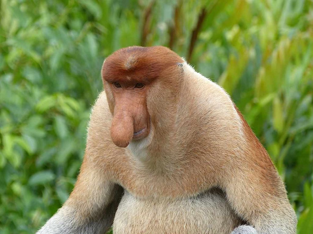 Scimmia con la proboscide, nasica (Nasalis larvatus) (Marco Moretti)