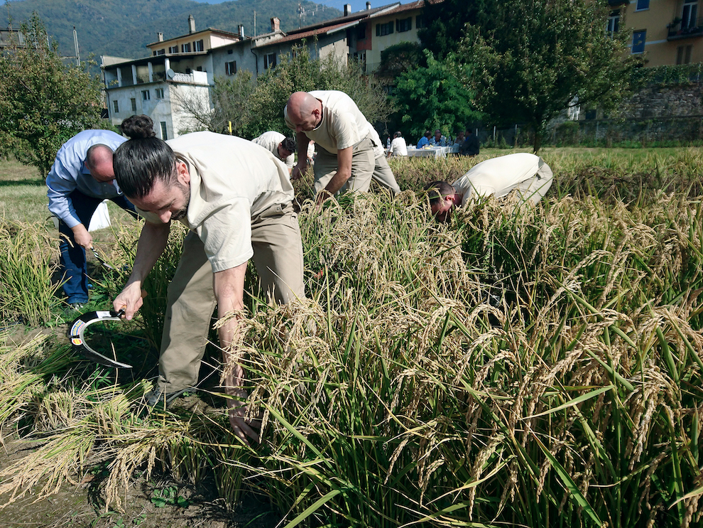 Collaboratori della Riseria durante il raccolto sul proprio campo (MM)