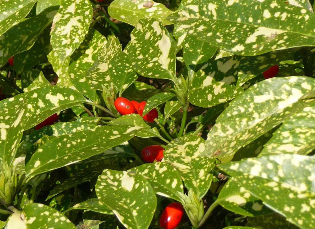 Un esemplare di Aucuba japonica del cultivar Crotonifolia (3268zauber)