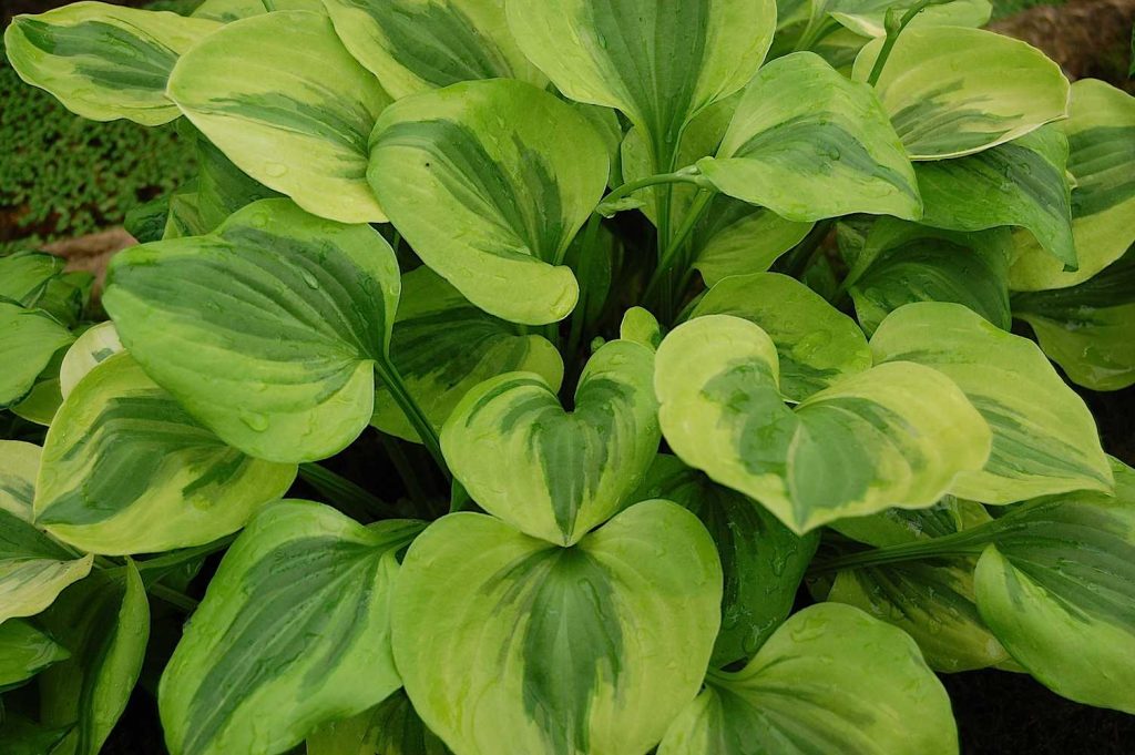 Hosta Grand Tiara (Andy Mabbett)