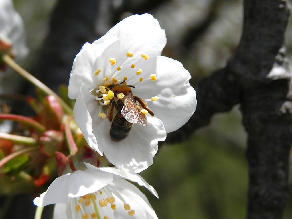 Ape selvatica impollina un fiore di ciliegio; il frutto è molto dipendente dall’impollinazione degli insetti (Daniele Besomi)