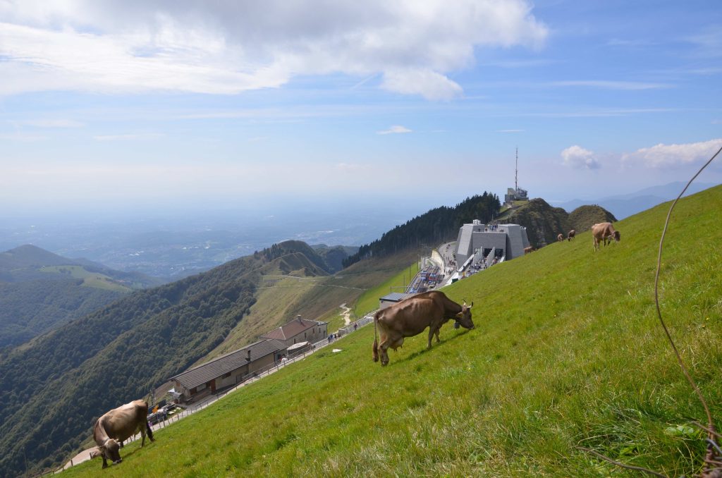 Le mucche del Clericetti