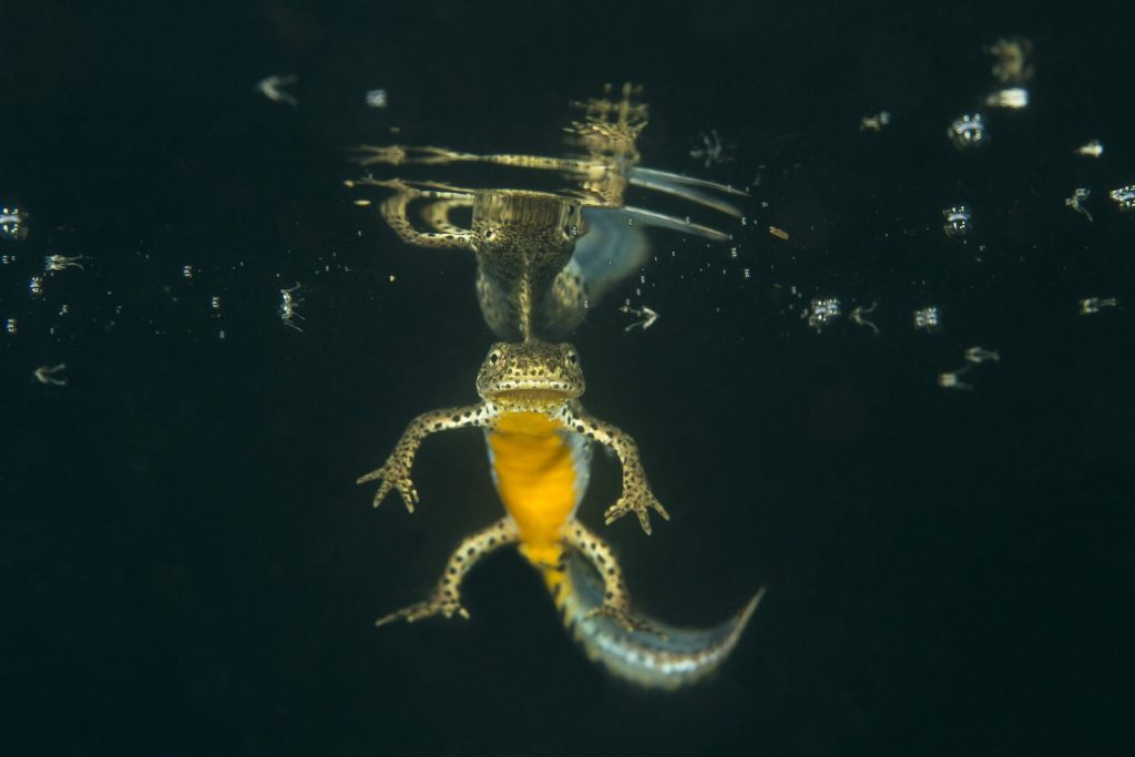 (foto di Franco Banfi)