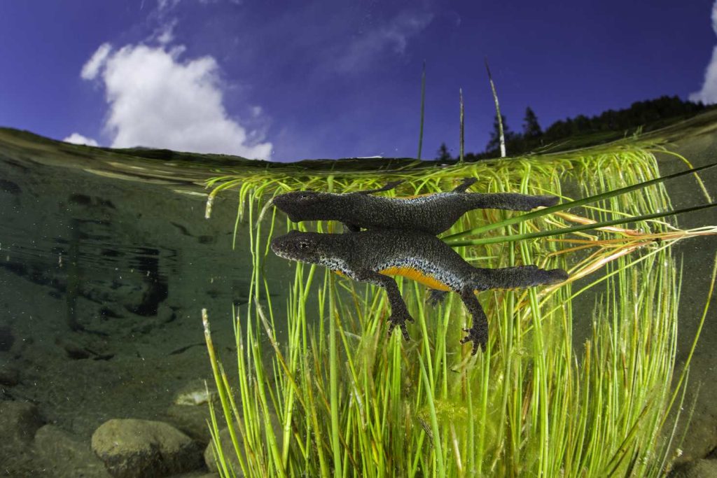 (foto di Franco Banfi)