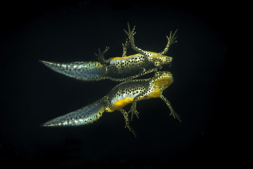 (foto di Franco Banfi)