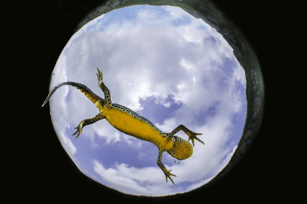 (foto di Franco Banfi)