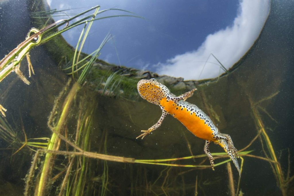 (foto di Franco Banfi)