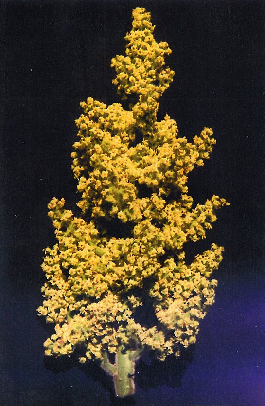 Pannocchia di infiorescenze dell’albero parrucca