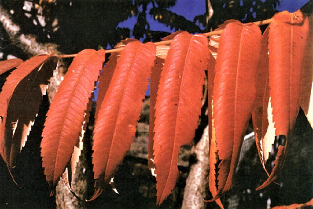 L’albero parrucca (Rhus typhina) originario del Nord America.