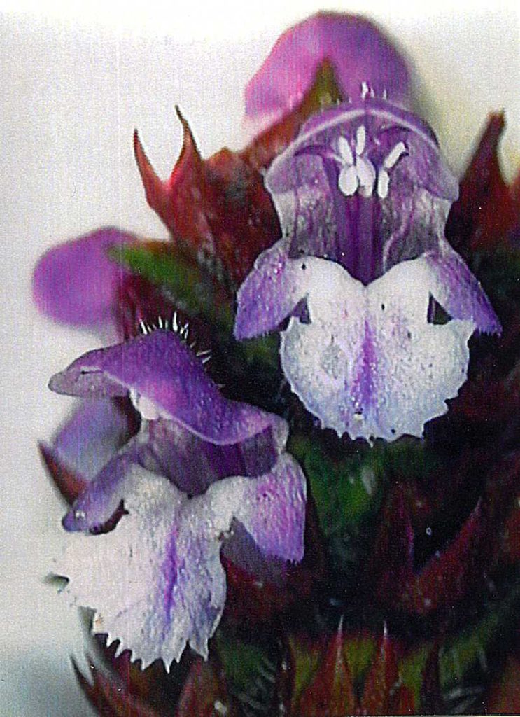 Particolare del fiore di Buddleya davidi