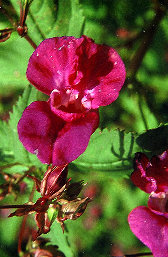 La Balsamina (Impatiens)