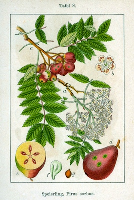 Illustrazione di Jacob Sturm