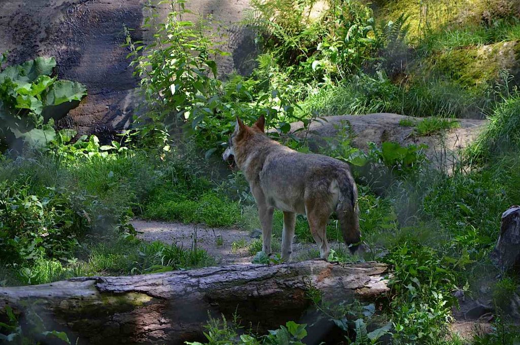 Anche i lupi nello zoo alpino